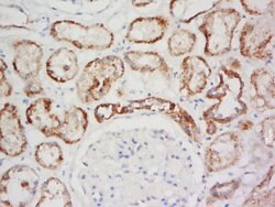 GPR137A Rabbit anti-Human, Polyclonal, Bioss 100 &mu;L; Unconjugated:Antibodies,