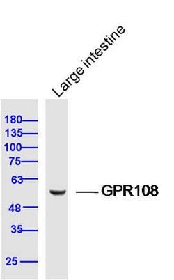 GPR108 Rabbit anti-Human, Polyclonal, Bioss 100 &mu;L; Unconjugated:Antibodies,