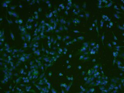 ATF6 Rabbit anti-Human, Polyclonal, Bioss 100 &mu;L; Unconjugated:Antibodies,