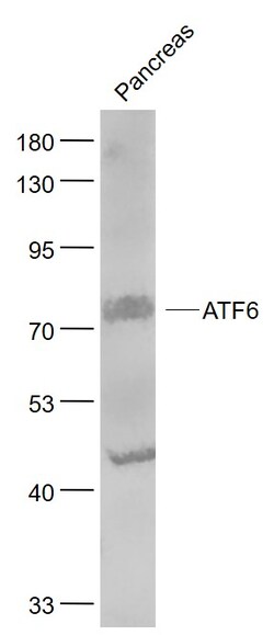 ATF6 Rabbit anti-Human, Polyclonal, Bioss 100 &mu;L; Unconjugated:Antibodies,