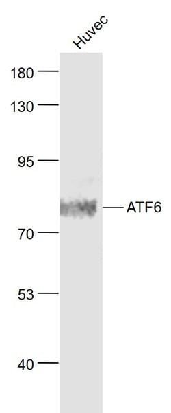 ATF6 Rabbit anti-Human, Polyclonal, Bioss 100 &mu;L; Unconjugated:Antibodies,