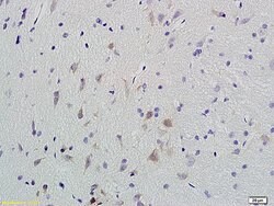 Phospho-CaMK2 (Thr287) Rabbit anti-Human, Polyclonal, Bioss 100 &mu;L;