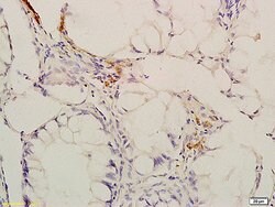 Phospho-CaMK2 (Thr287) Rabbit anti-Human, Polyclonal, Bioss 100 &mu;L;