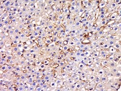 HIATL1 Rabbit anti-Human, Polyclonal, Bioss 100 &mu;L | Buy Online | Bioss | Fisher Scientific