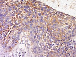 TRAM1 Rabbit anti-Human, Polyclonal, Bioss 100 &mu;L; Unconjugated:Antibodies,
