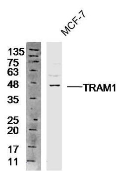 TRAM1 Rabbit anti-Human, Polyclonal, Bioss 100 &mu;L; Unconjugated:Antibodies,