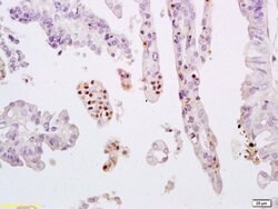 Phospho-STAT3 (Tyr705) Rabbit anti-Human, Polyclonal, Bioss 100 &mu;L;