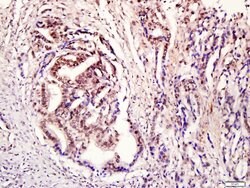 Phospho-STAT3 (Tyr705) Rabbit anti-Human, Polyclonal, Bioss 100 &mu;L;