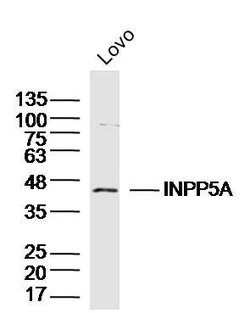 INPP5A Rabbit anti-Human, Polyclonal, Bioss 100 &mu;L; Unconjugated:Antibodies,