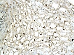 XBP1 Rabbit anti-Human, Polyclonal, Bioss 100 &mu;L; Unconjugated:Antibodies,