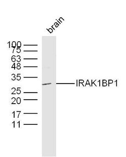 IRAK1BP1 Rabbit anti-Human, Polyclonal, Bioss 100 &mu;L; Unconjugated:Antibodies,