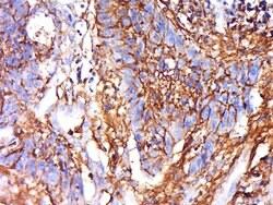 IRGQ Rabbit anti-Human, Polyclonal, Bioss 100 &mu;L; Unconjugated:Antibodies,