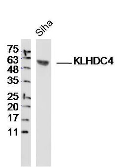 KLHDC4 Rabbit anti-Human, Polyclonal, Bioss 100 &mu;L; Unconjugated:Antibodies,
