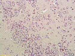 CNR1/CB1 Rabbit anti-Human, Polyclonal, Bioss 100 &mu;L; Unconjugated:Antibodies,