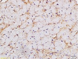 HCN4 Rabbit anti-Human, Polyclonal, Bioss 100 &mu;L; Unconjugated:Antibodies,