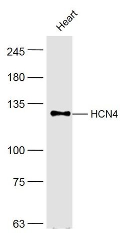 HCN4 Rabbit anti-Human, Polyclonal, Bioss 100 &mu;L; Unconjugated:Antibodies,