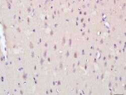 KCTD19 Rabbit anti-Human, Polyclonal, Bioss 100 &mu;L; Unconjugated:Antibodies,