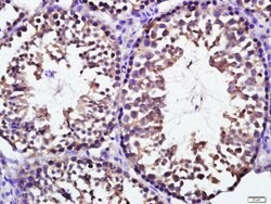 KCTD19 Rabbit anti-Human, Polyclonal, Bioss 100 &mu;L; Unconjugated:Antibodies,