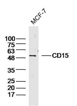CD15/Fut4/SSEA-1 Rabbit anti-Human, Polyclonal, Bioss 100 &mu;L; Unconjugated:Antibodies,