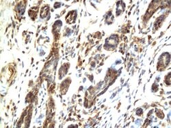 c-Raf/Raf1 Rabbit anti-Human, Polyclonal, Bioss 100 &mu;L; Unconjugated:Antibodies,