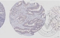 c-Raf/Raf1 Rabbit anti-Human, Polyclonal, Bioss 100 &mu;L; Unconjugated:Antibodies,