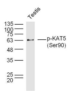 Phospho-KAT5 (Ser90) Rabbit anti-Human, Polyclonal, Bioss 100 &mu;L; Unconjugated:Antibodies,