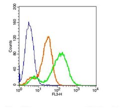 DAT/Dopamine transporter Rabbit anti-Human, Polyclonal, Bioss 100 &mu;L;
