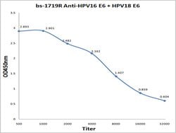HPV16 E6 + HPV18 E6 Rabbit anti-Virus, Polyclonal, Bioss 100 &mu;L; Unconjugated:Antibodies,