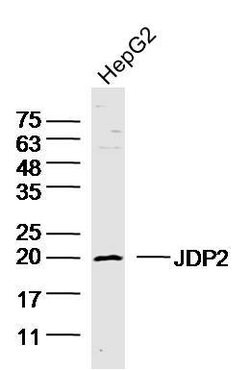 JDP2 Rabbit anti-Human, Polyclonal, Bioss 100 &mu;L; Unconjugated:Antibodies,