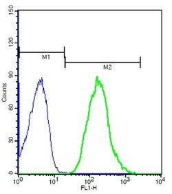 CX3CR1 Rabbit anti-Human, Polyclonal, Bioss 100 &mu;L; Unconjugated:Antibodies,