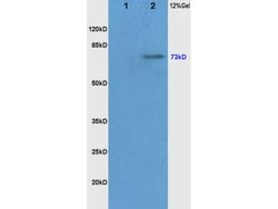 Phospho-c-Raf (Ser338, Tyr340) Rabbit anti-Human, Polyclonal, Bioss 100