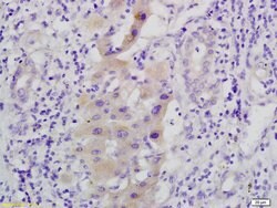 Phospho-MEK1/MAPKK1 (Ser298) Rabbit anti-Human, Polyclonal, Bioss 100 &mu;L;