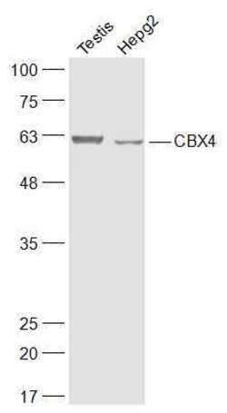 CBX4 Rabbit anti-Human, Polyclonal, Bioss 100 &mu;L; Unconjugated:Antibodies,