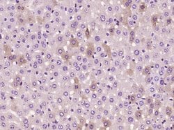 HPS5 Rabbit anti-Human, Polyclonal, Bioss 100 &mu;L; Unconjugated:Antibodies,