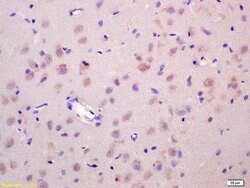 Wnt1 Rabbit anti-Human, Polyclonal, Bioss 100 &mu;L; Unconjugated:Antibodies,