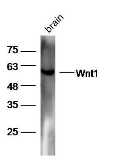 Wnt1 Rabbit anti-Human, Polyclonal, Bioss 100 &mu;L; Unconjugated:Antibodies,