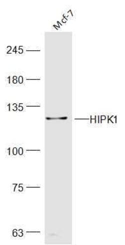 HIPK1 Rabbit anti-Human, Polyclonal, Bioss 100 &mu;L; Unconjugated:Antibodies,