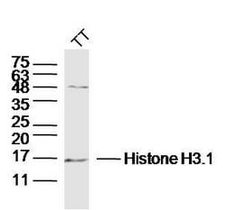 Pan-Histone H3 Rabbit anti-Human, Polyclonal, Bioss 100 &mu;L; Unconjugated:Antibodies,