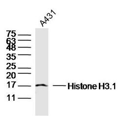 Pan-Histone H3 Rabbit anti-Human, Polyclonal, Bioss 100 &mu;L; Unconjugated:Antibodies,