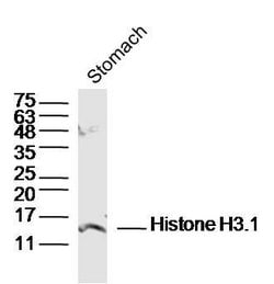 Pan-Histone H3 Rabbit anti-Human, Polyclonal, Bioss 100 &mu;L; Unconjugated:Antibodies,