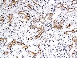 EAAT3 Rabbit anti-Human, Polyclonal, Bioss 100 &mu;L; Unconjugated:Antibodies,