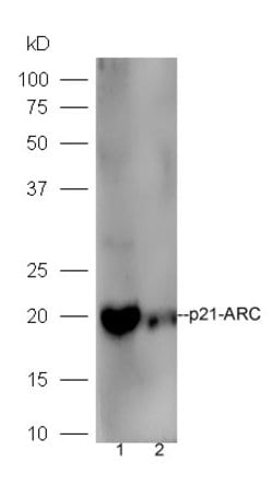 p21-ARC Rabbit anti-Human, Polyclonal, Bioss 100 &mu;L; Unconjugated:Antibodies,