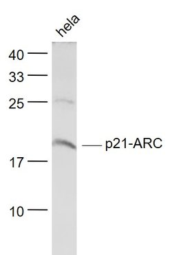 p21-ARC Rabbit anti-Human, Polyclonal, Bioss 100 &mu;L; Unconjugated:Antibodies,