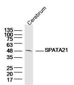 SPATA21 Rabbit anti-Human, Polyclonal, Bioss 100 &mu;L; Unconjugated:Antibodies,