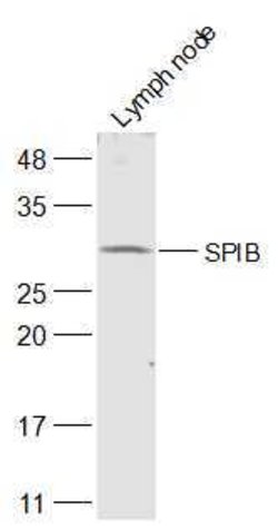 SPIB Rabbit anti-Human, Polyclonal, Bioss 100 &mu;L; Unconjugated:Antibodies,