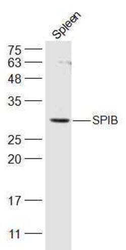SPIB Rabbit anti-Human, Polyclonal, Bioss 100 &mu;L; Unconjugated:Antibodies,