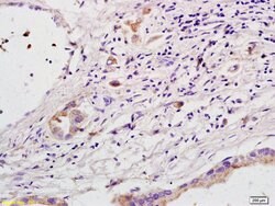 FDC-SP Rabbit anti-Human Mouse Rat, Polyclonal, Bioss 100 &mu;L; Unconjugated:Antibodies,