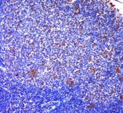 FDC-SP Rabbit anti-Human Mouse Rat, Polyclonal, Bioss 100 &mu;L; Unconjugated:Antibodies,