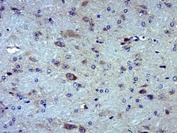 MOXD1 Rabbit anti-Human, Polyclonal, Bioss 100 &mu;L; Unconjugated:Antibodies,