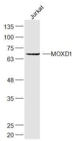 MOXD1 Rabbit anti-Human, Polyclonal, Bioss 100 &mu;L; Unconjugated:Antibodies,